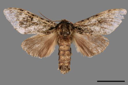Pheosiopsis cinerea formosana[喜夙舟蛾][00047738]