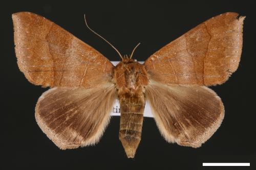 Dysgonia amygdalis[00030910]