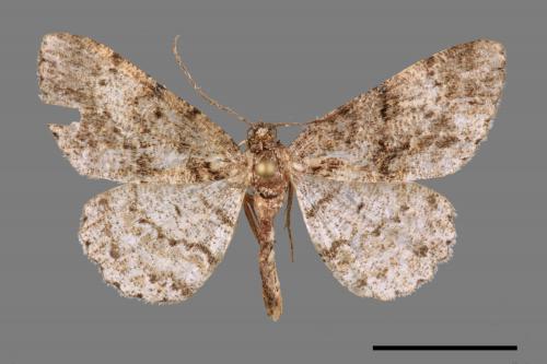 Protoboarmia amabilis[碎齒紋尺蛾][00032560]