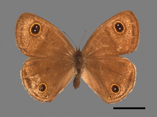 Ypthima multistriata[臺灣波紋蛇目蝶][00014656]