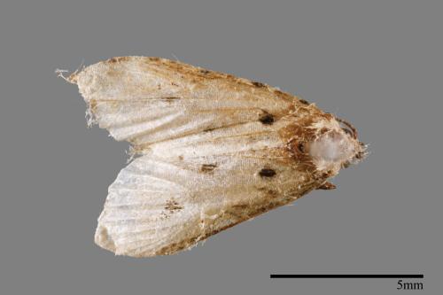 Metaemene atrigutta maculata[麗夜蛾][00009183]