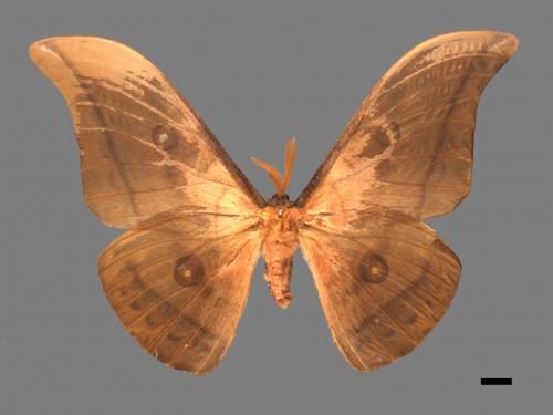 Antheraea yamamai superba[大透目天蠶蛾][00016053]