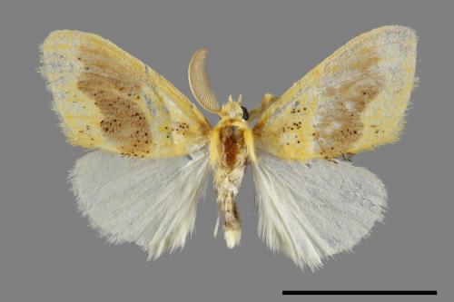 Euproctis purpureofasciata[00057765]