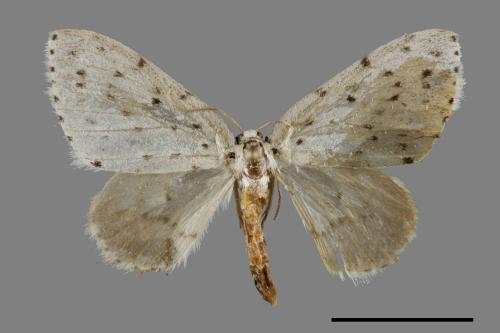 Naxidia punctata[胡麻斑白波尺蛾][00092089]