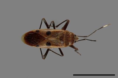 Physopelta quadriguttata[00040825]