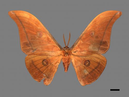 Antheraea yamamai superba[大透目天蠶蛾][00016090]