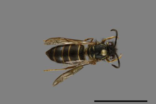 Vespula flaviceps[細黃胡蜂][00073244]