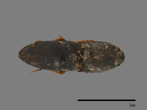 <已分類>Family：Elateridae[叩頭蟲科][00054193]