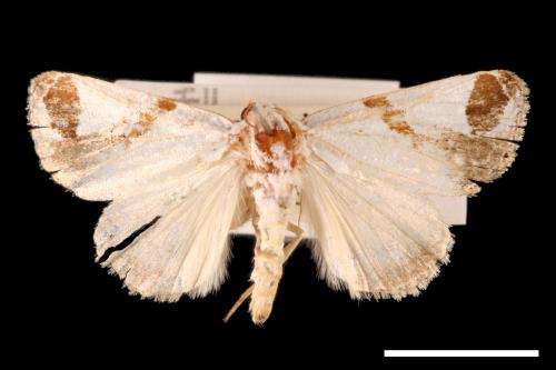 Sphragifera biplagiata taimacula[00002724]