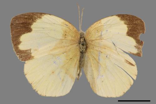 Eurema hecabe hobsoni[荷氏黃蝶][00014562]