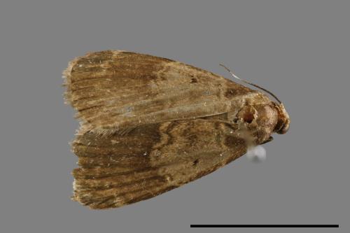 <已分類>Family：Noctuidae[夜蛾科][00010682]