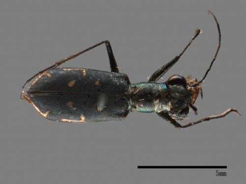 Cylindera kaleea[00081801]