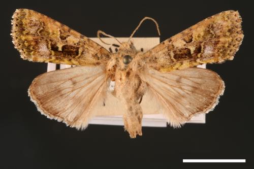 Euplexidia pallidivirens[00001924]