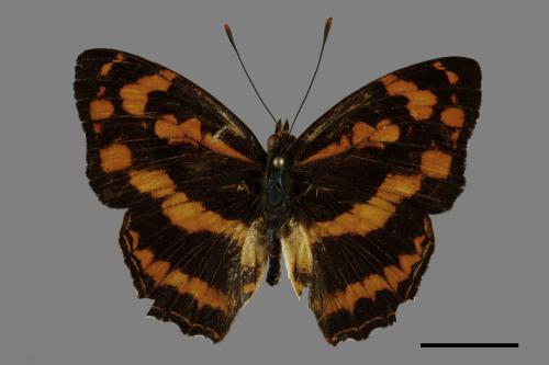 Symbrenthia lilaea formosanus[黃三線蝶][00093912]