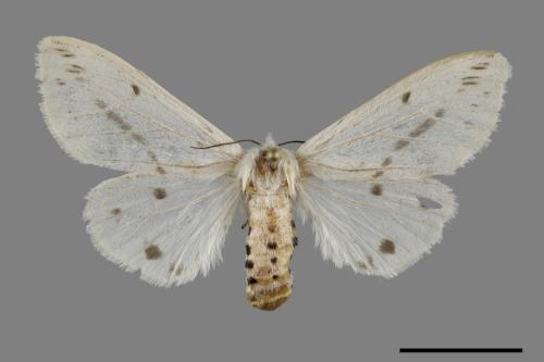 Lemyra rhodophilodes[姬白污燈蛾][00070365]
