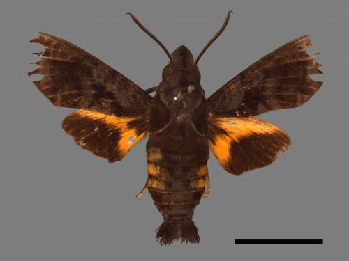 Macroglossum pyrrhosticta[黃斑長喙天蛾][00016523]