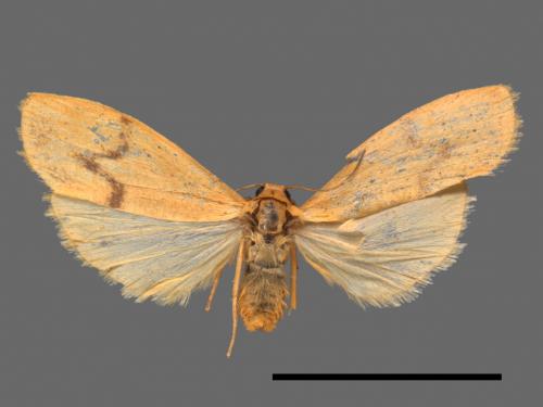 Eilema ratonis[凸紋土苔蛾][00047830]