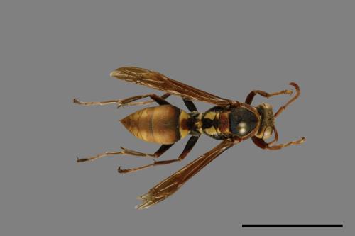 Polistes takasagonus[雙斑長腳蜂][00101040]