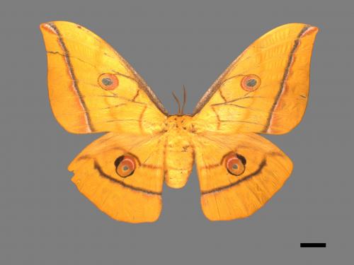 Antheraea yamamai superba[大透目天蠶蛾][00016113]