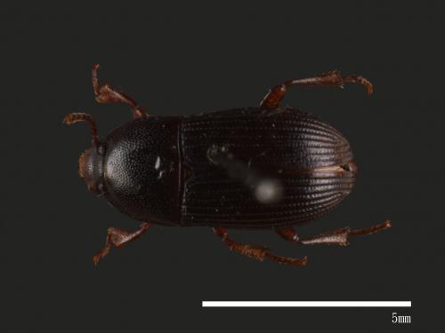 Cneocnemis laminipes[紅胸姬擬步行蟲][00026291]
