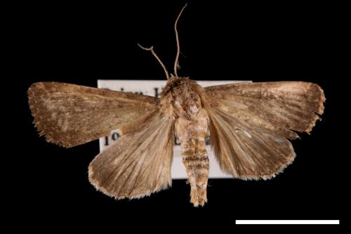 <已分類>Genus：Condica[00022897]
