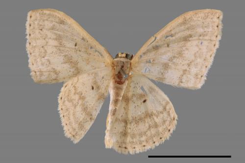 <已分類>Genus：Scopula[00058885]