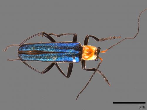 <已分類>Family：Cantharidae[菊虎科][00084367]