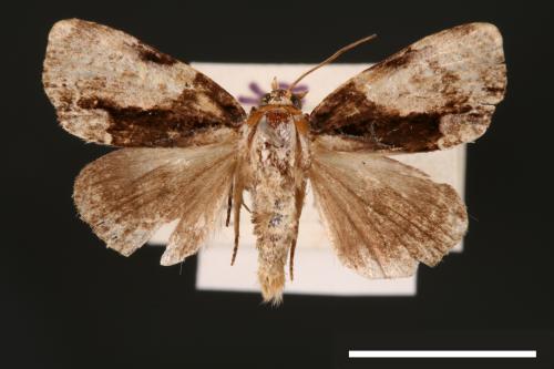 Chytonix costimacula[00002625]