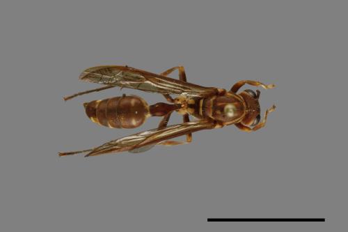 Parapolybia nodosa[叉胸異腹胡蜂][00078781]