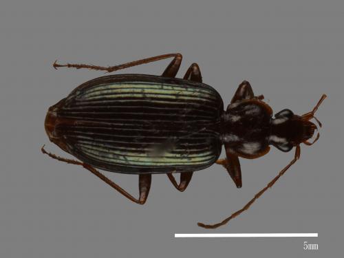 <已分類>Family：Carabidae[步行蟲科][00041278]