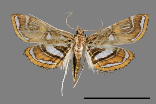 Paracymoriza cataclystalis[00064041]