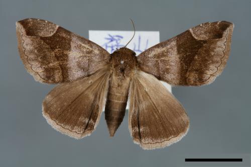 Dysgonia amygdalis[00005740]
