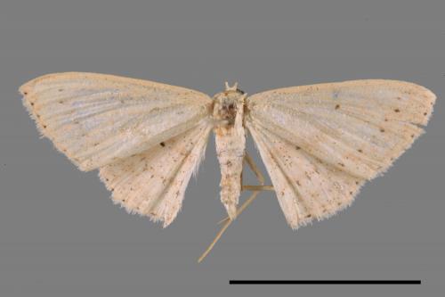<已分類>Genus：Scopula[00021839]