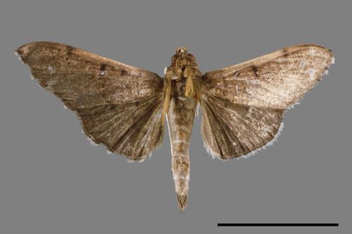 <已分類>Family：Crambidae[草螟科][00031710]
