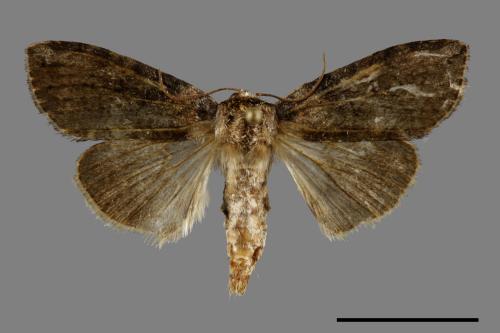 Horipsestis aenea[藹環波紋蛾][00092218]