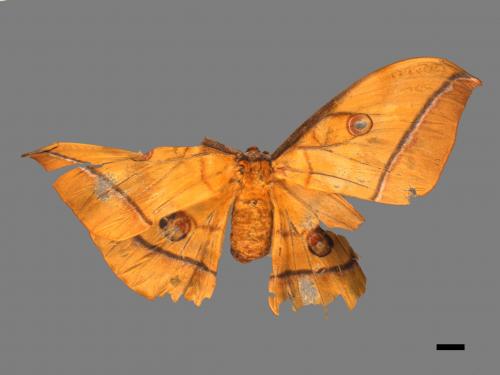 Antheraea yamamai superba[大透目天蠶蛾][00016258]