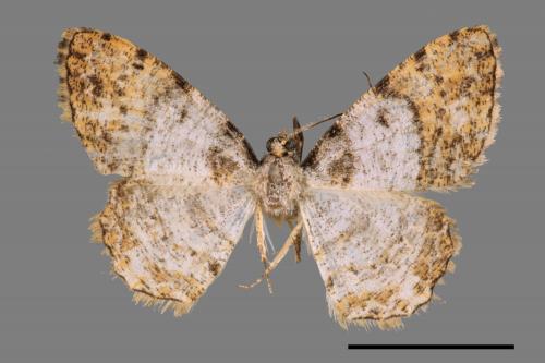 Psilalcis albibasis[半黃碎紋尺蛾][00042624]