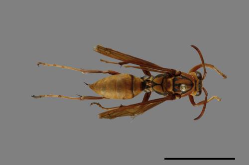 Polistes formosanus[00072590]