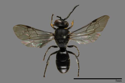 <已分類>Family：Sphecidae[細腰蜂科][00102255]