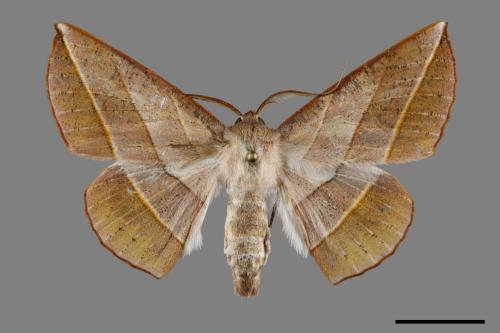 Sarcinodes yeni[顏氏沙尺蛾][00091291]