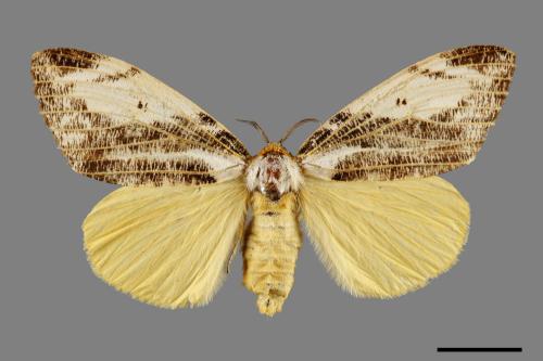 Locharna strigipennis[00056305]