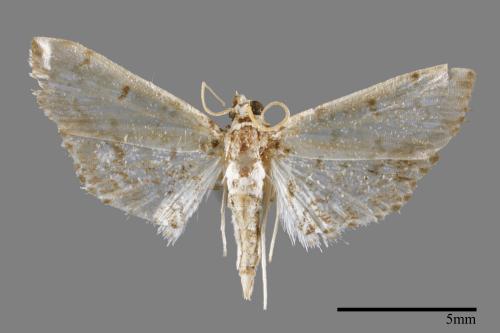 <已分類>Family：Crambidae[草螟科][00064025]