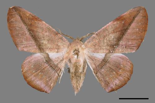 Sarcinodes yayeyamanus[一線沙尺蛾][00051003]