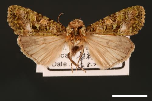 Euplexidia pallidivirens[00001907]