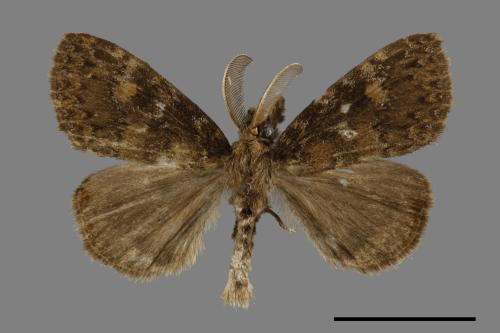 Ilema kosemponica[甲仙毒蛾][00052585]