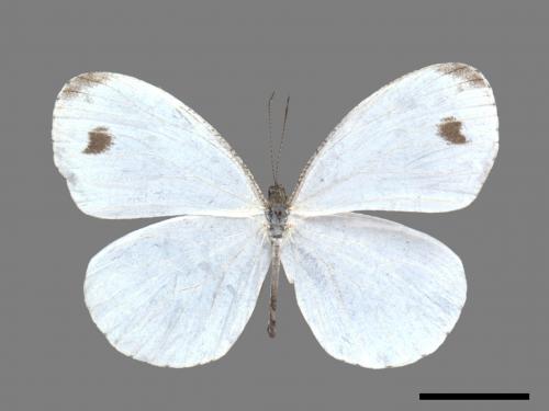 Leptosia nina niobe[黑點粉蝶][00013909]