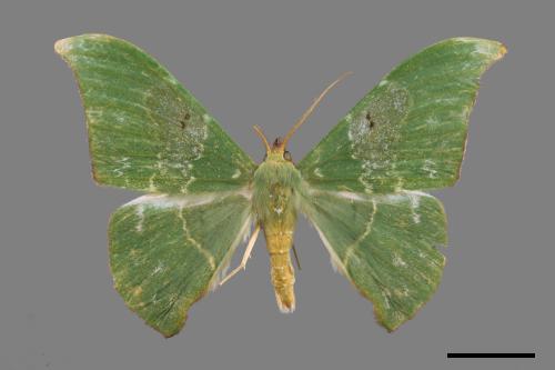 Tanaorhinus viridiluteatus[雙點鐮翅青尺蛾][00019855]