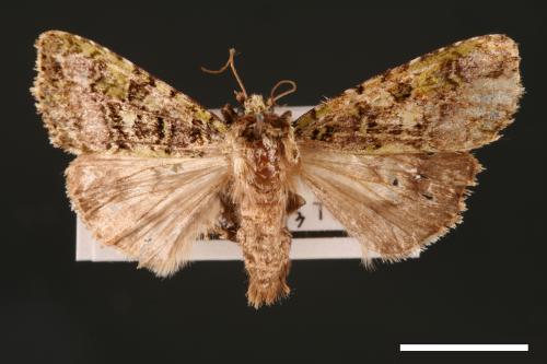 Euplexidia pallidivirens[00001927]