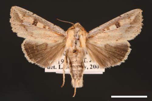 Mythimna albomarginata rubea[白緣秘夜蛾][00001514]