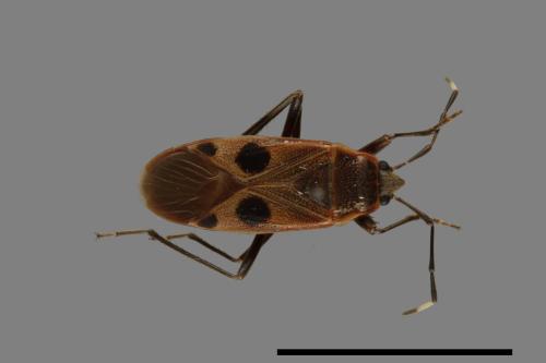 Physopelta parviceps[東亞斑紅椿][00043242]